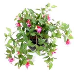Künstliche Hängepflanze Fuchsia, ca. 25cm
