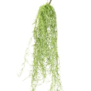 Künstliche Tillandsia, ca. 80cm