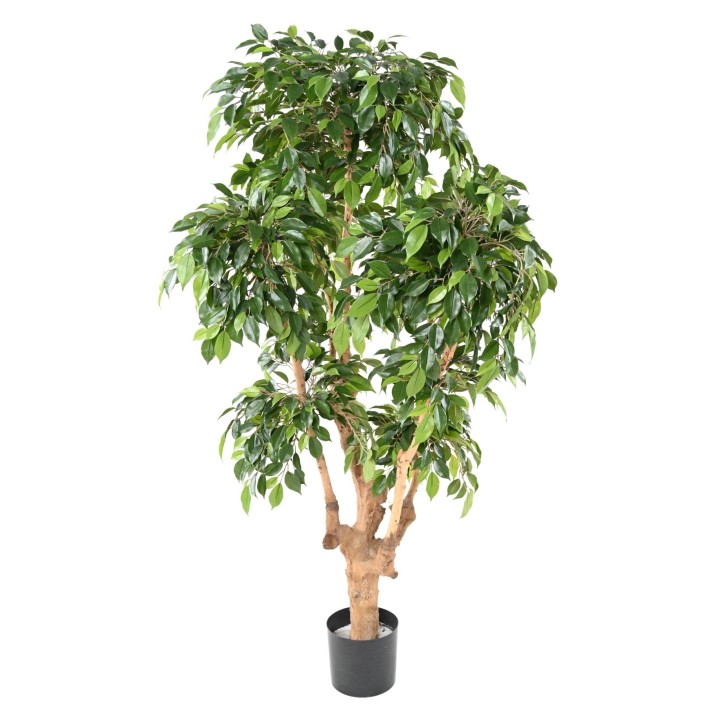 Künstlicher Ficus Natasja, ca. 170cm hoch, grün