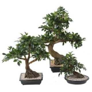 Künstlicher Bonsai Ficus, ca. 78cm hoch, grün