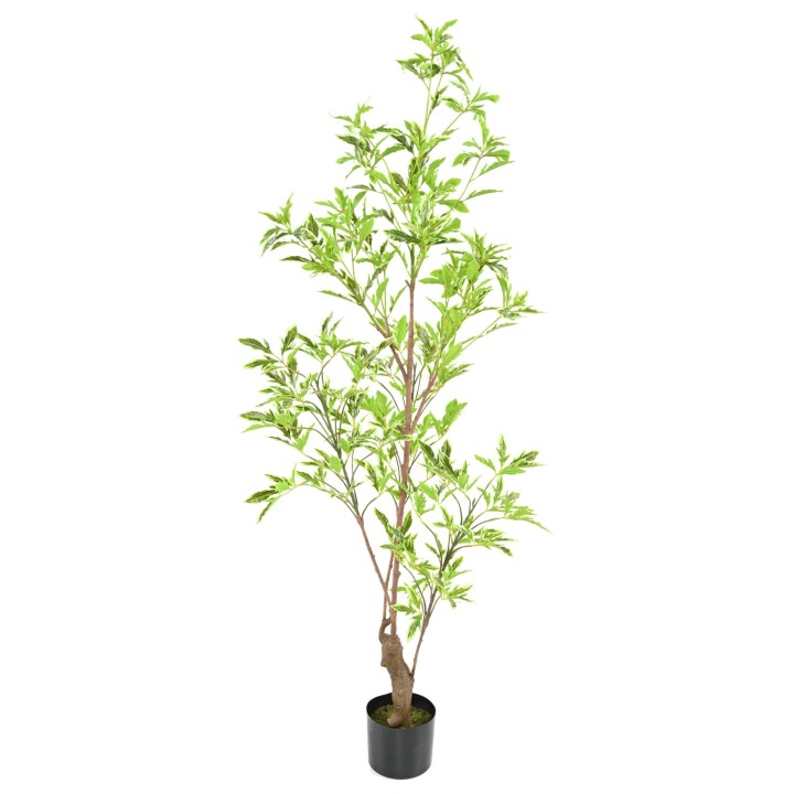 Künstlicher Aralia Plerandra, ca. 145cm hoch, grün