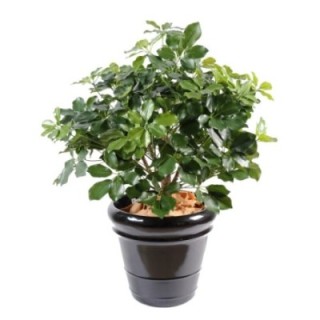 Künstliche Schefflera Exotica, ca. 90cm hoch, grün