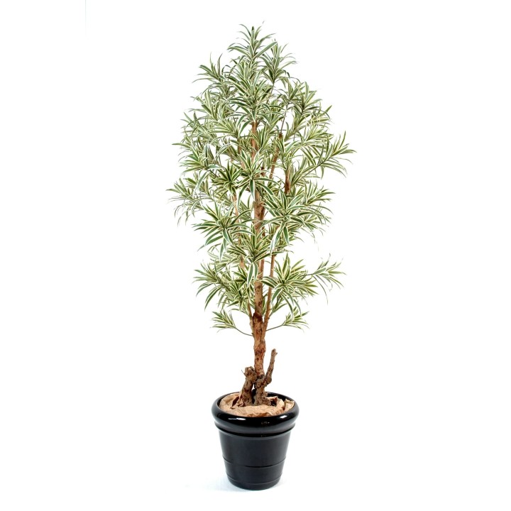 Künstliche Dracaena Reflexa, ca. 150cm hoch, grün