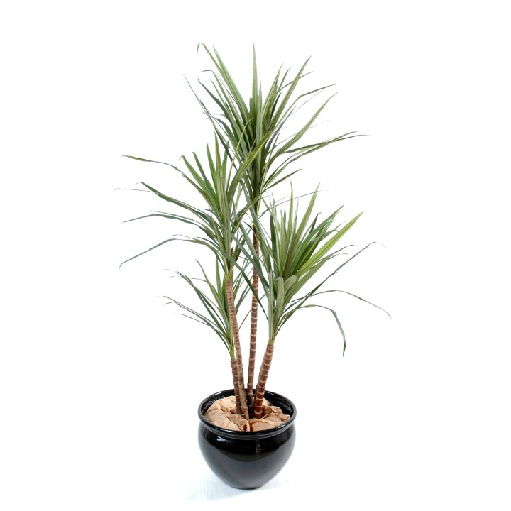 Künstliche Dracaena Marginata, ca. 160cm hoch, grün und rot