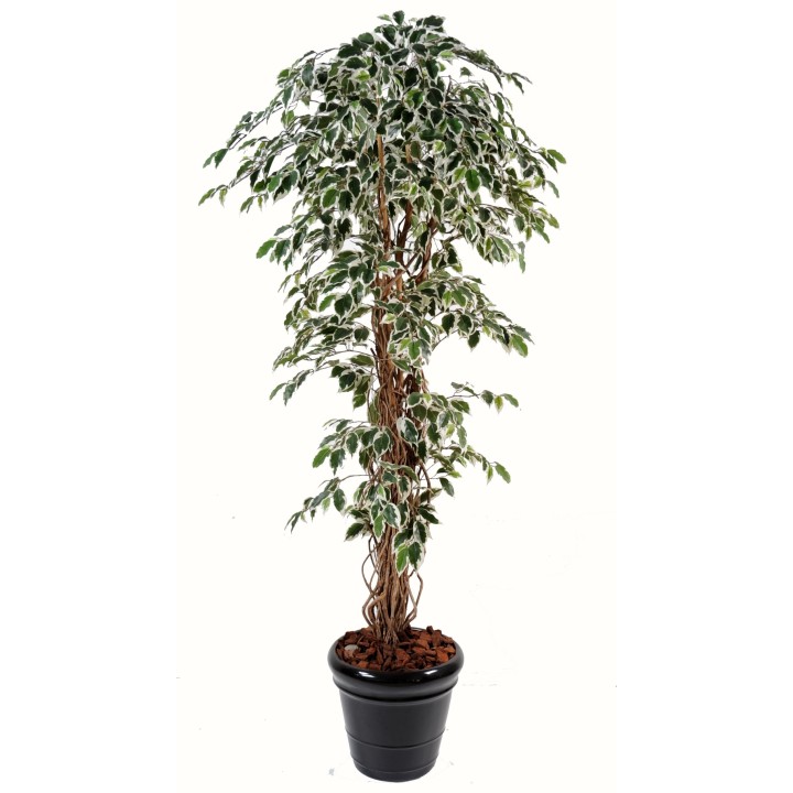Künstlicher Ficus, ca. 210cm hoch, grün