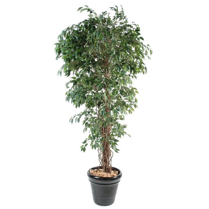 Künstlicher Ficus, ca. 210cm hoch, grün