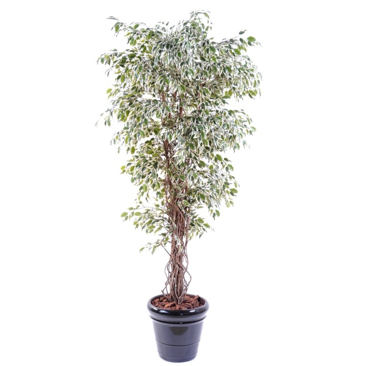 Künstlicher Ficus, ca. 180cm hoch, grün