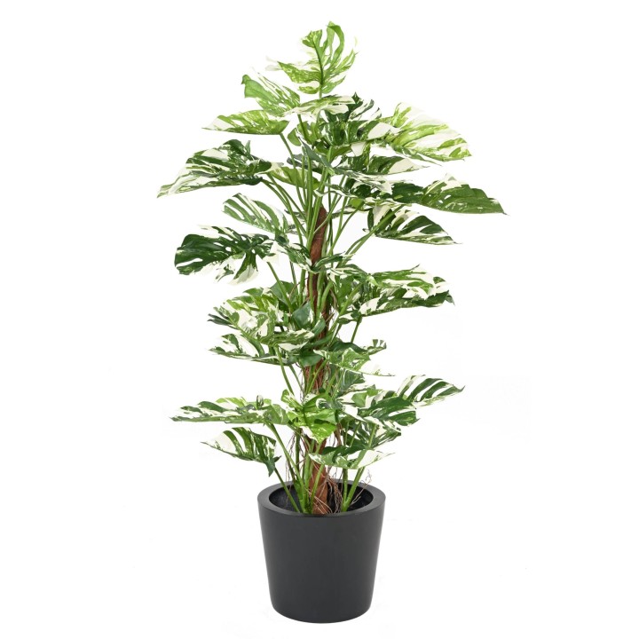 Künstlicher Philodendron Monstera, ca. 160cm hoch, grün