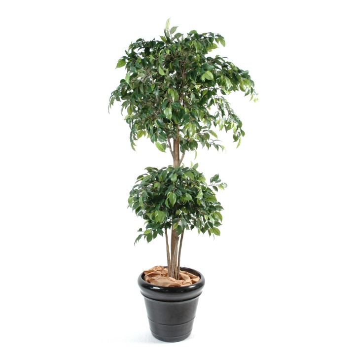 Künstlicher Ficus Double Ball, ca. 150cm hoch, grün