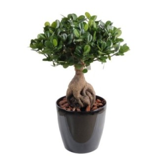 Künstlicher Ficus Panda Ginseng, ca. 60cm hoch, grün