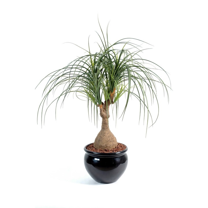 Künstliche Beaucarnea, ca. 75cm hoch, grün