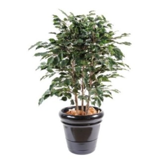 Künstlicher Ficus Exotica, ca. 110cm hoch, grün