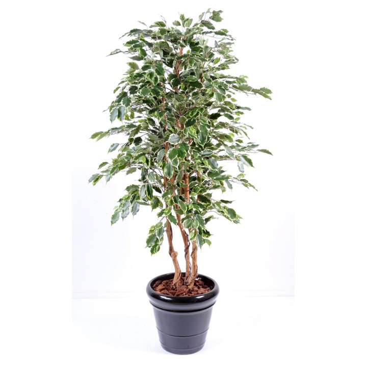 Künstlicher Ficus Exotica, ca. 180cm hoch, mehrfarbig