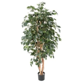 Künstlicher Ficus Exotica, ca. 180cm hoch, grün