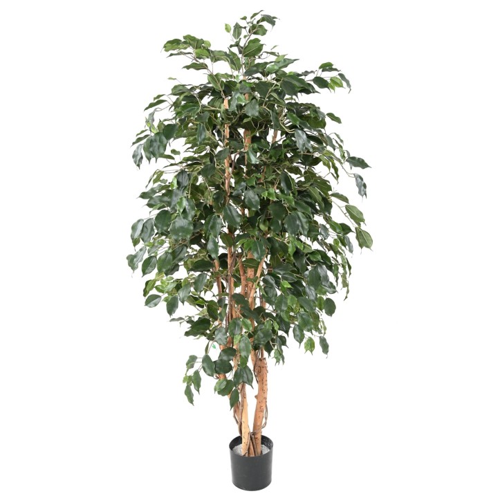 Künstlicher Ficus Exotica, ca. 180cm hoch, grün