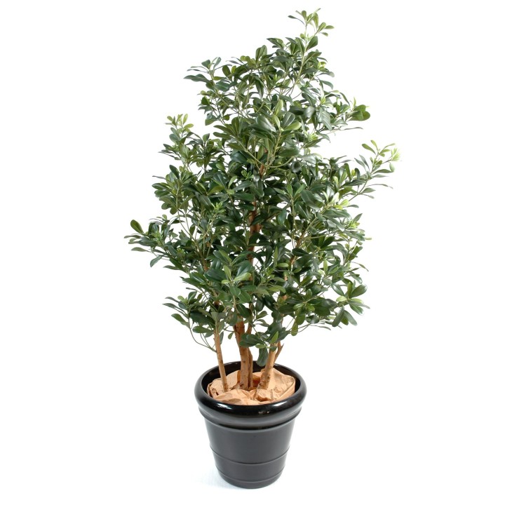Künstlicher Pittosporum, ca. 150cm hoch, grün