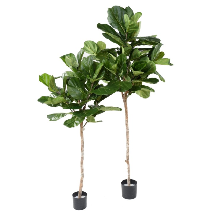 Künstlicher Ficus (Gummibaum), ca. 215cm hoch, grün