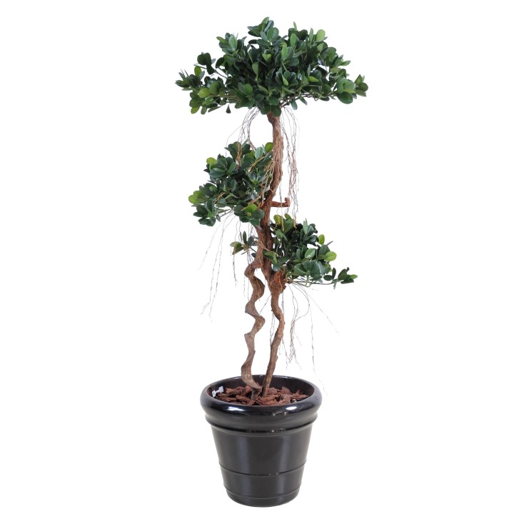 Künstlicher Ficus Panda, ca. 140cm hoch, grün