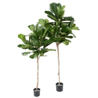 Künstlicher Ficus Lyrata, ca. 175cm hoch, grün