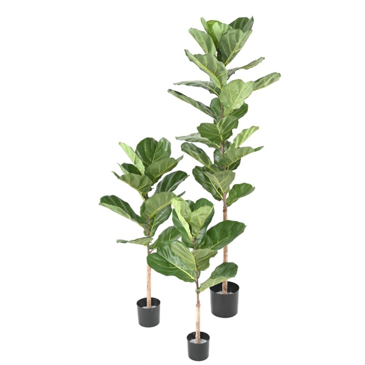 Künstlicher Ficus Lyrata, ca. 75cm hoch, grün