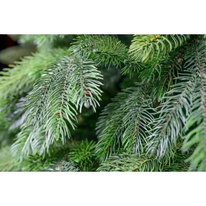 Nevada Premium-Kiefer PE/PVC, ca. 240cm