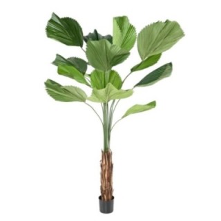 Künstliche Licuala Grandis, ca. 205cm, grün