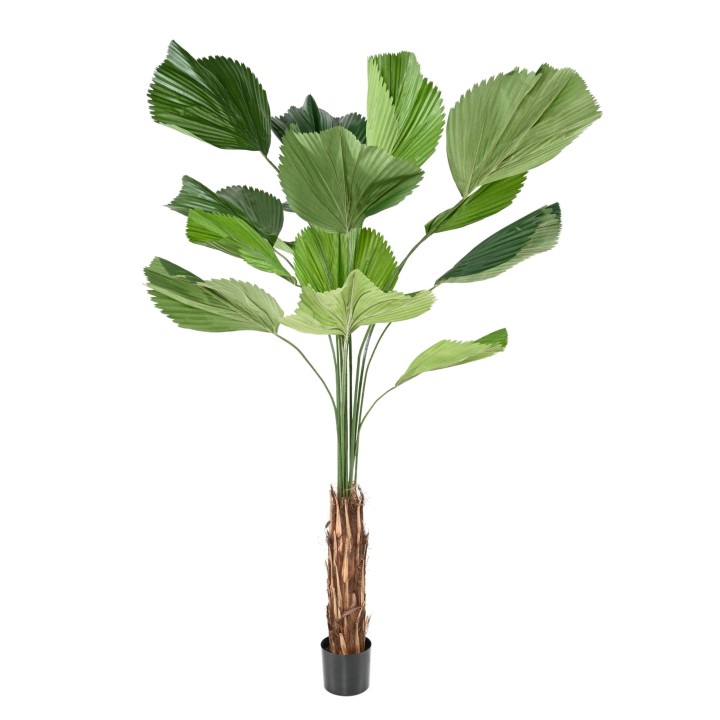 Künstliche Licuala Grandis, ca. 205cm, grün