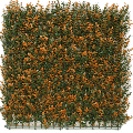 Kunsthecken-Paneel | Buxus orange 50x50 cm UV
