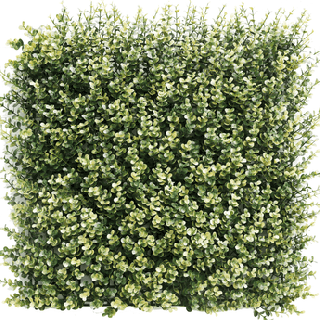 Kunsthecken-Paneel | Buxus beige 50x50 cm UV