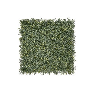 Buchsbaum Emma – Klassisch & Kompakt