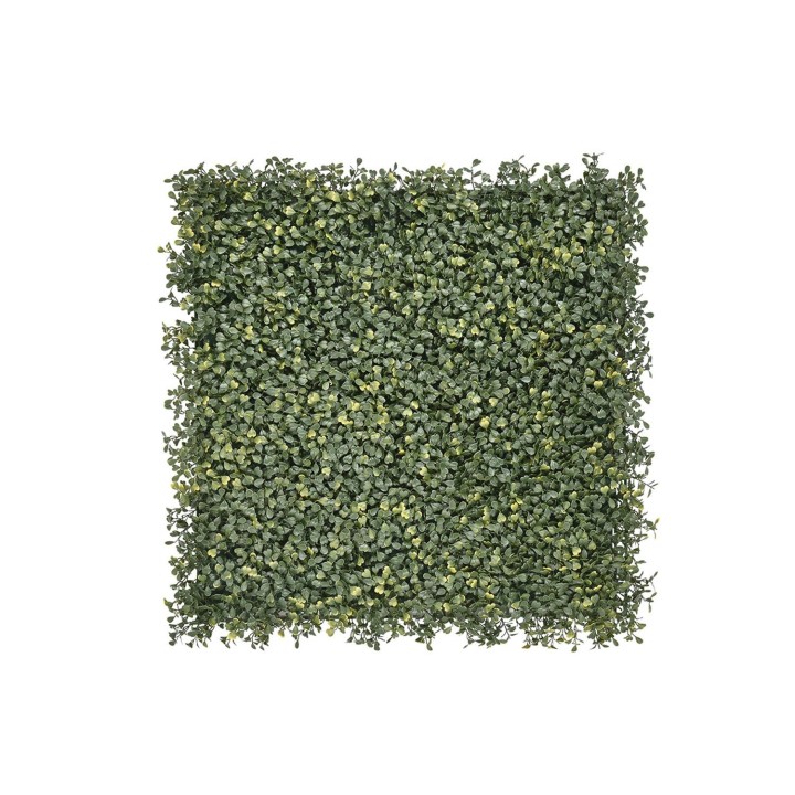 Buchsbaum Emma – Klassisch & Kompakt