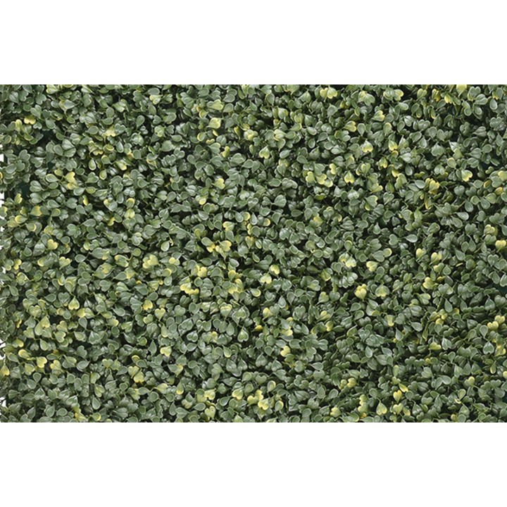 Buchsbaum Emma – Klassisch & Kompakt