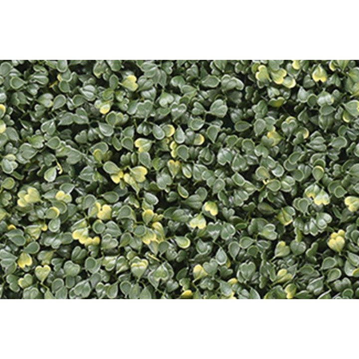 Buchsbaum Emma – Klassisch & Kompakt