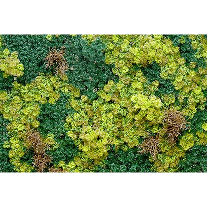 Abbey Moos - 100x100cm