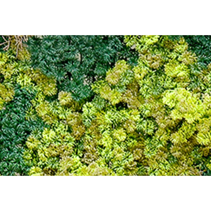 Abbey Moos - 100x100cm