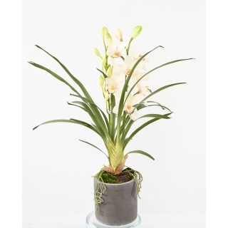 Arrangement Cymbidium Orchidee im zylindrischen Pflanzgefäss