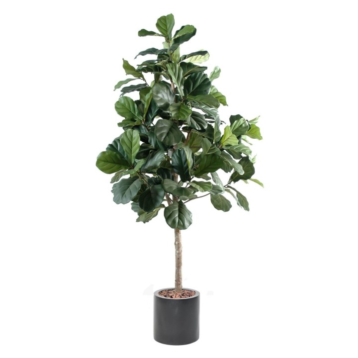 Arrangement Geigenfeige als Feigenbaum im Pflanzgefäss