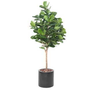 Arrangement Geigenfeige Royal im zylindrischen Pflanzgefäss