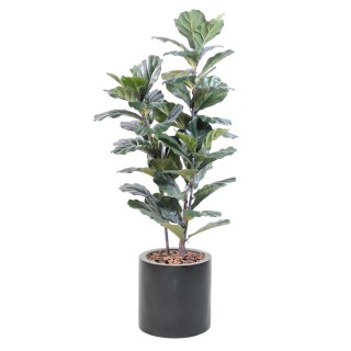 Arrangement Geigenfeige in Stammform im Pflanzgefäss