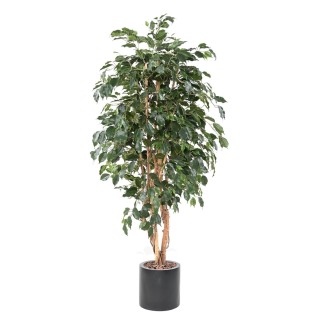 Arrangement Ficus Exotica im zylindrischen Pflanzgefäss
