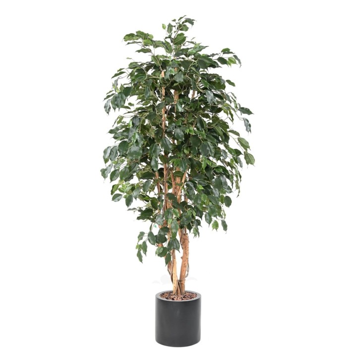 Arrangement Ficus Exotica im zylindrischen Pflanzgefäss