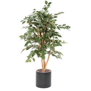 Arrangement Ficus Benjamina Oeko im zylindrischen Pflanzgefäss