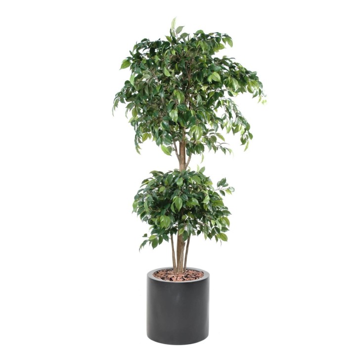 Arrangement Ficus mit Doppel Kugel im Pflanzgefäss
