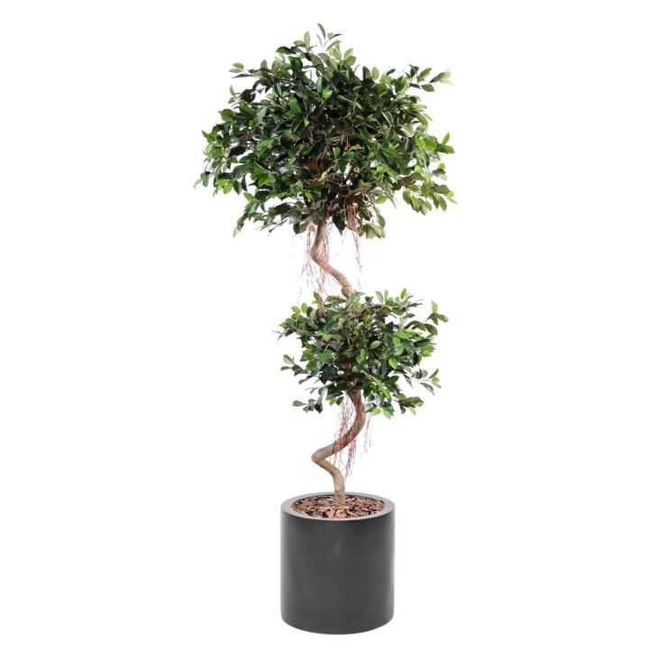 Arrangement Ficus Spirale mit zwei Kugeln im Pflanzgefäss