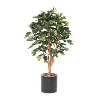 Arrangement Kaffeebaum im zylindrischen Pflanzgefäss