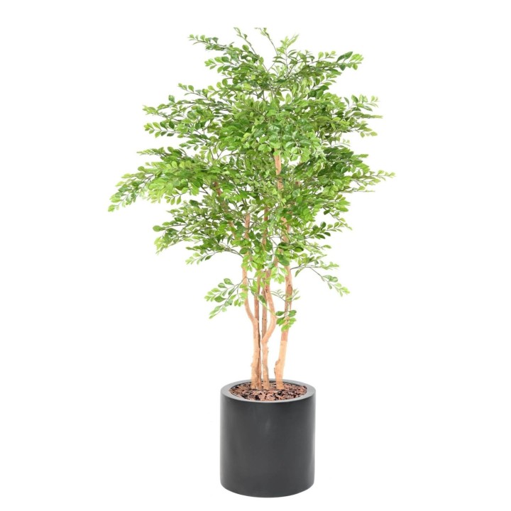 Arrangement Akazie im zylindrischen Pflanzgefäss