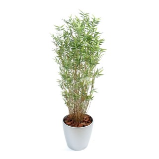 Arrangement Bambus mehrstaemmig im runden Pflanzgefäss