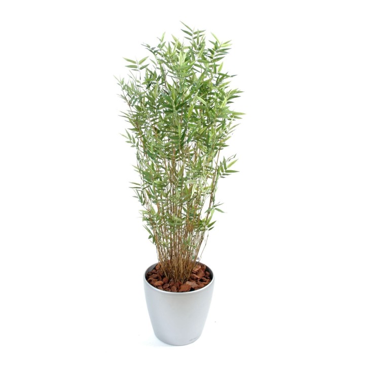 Arrangement Bambus mehrstaemmig im runden Pflanzgefäss