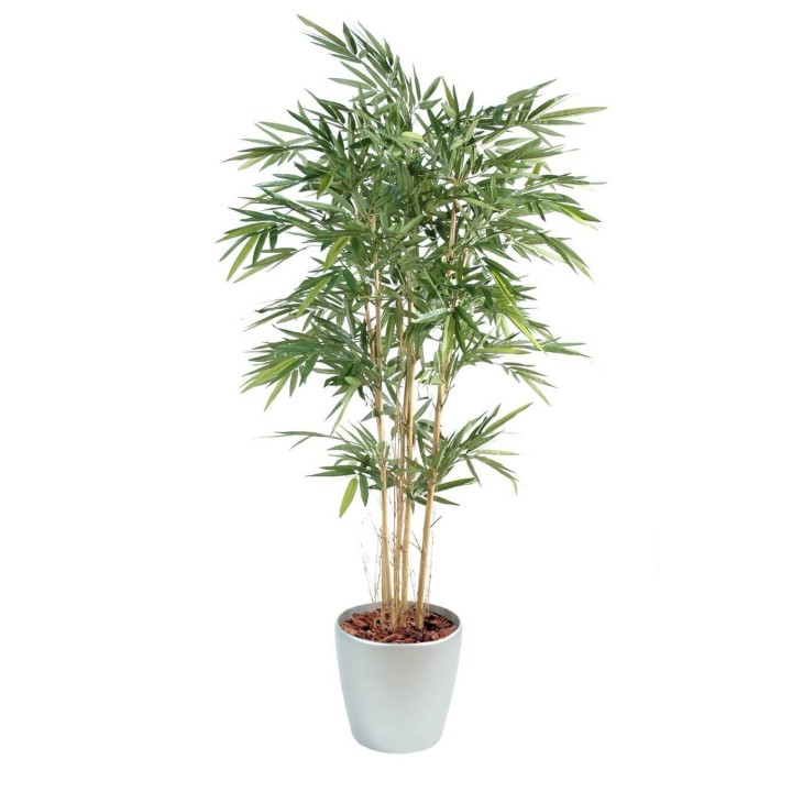 Arrangement Bambus im runden Pflanzgefäss