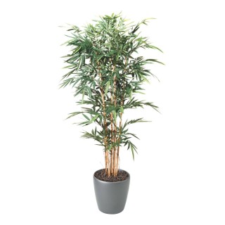 Arrangement Bambus im Pflanzgefäss